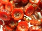 Preview: Flowers Blumen Red Opal Picasso Glasperlen 2x