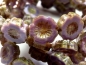 Preview: Flowers Blumen Lavender Picasso Glasperlen 2x