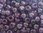 Preview: 11/0 10g TOHO Rocailles Gold Luster Moon Shadow